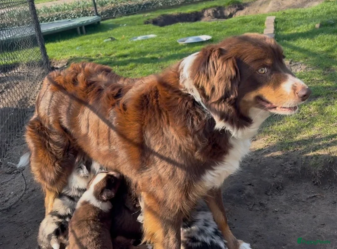 Australian Shepherd honden te koop: Ras zuivere Australian shepherd pups  - Advertentie 2