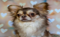 Chihuahua honden te koop: Chihuahua langhaar pupjes - Afbeelding 9