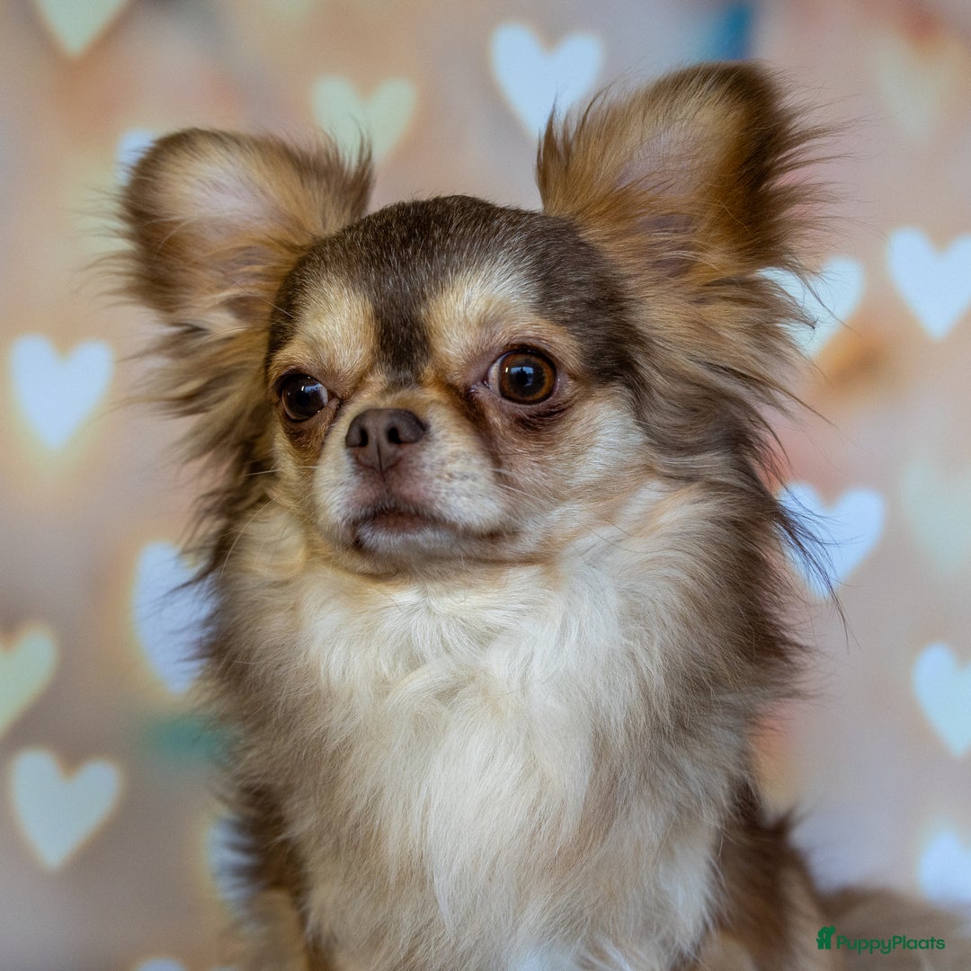 Chihuahua honden te koop: Chihuahua langhaar pupjes - Afbeelding 9