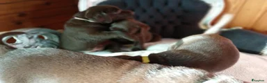 Labrador Retriever 5