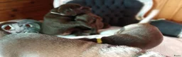Labrador Retriever honden te koop: Prachtig bruine labrador puppys  - Advertentie 5