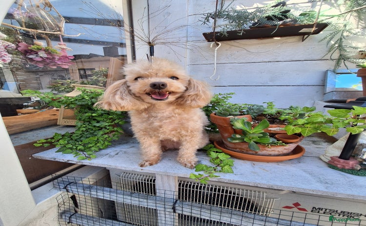 Poedel Toy honden - Advertentie 7