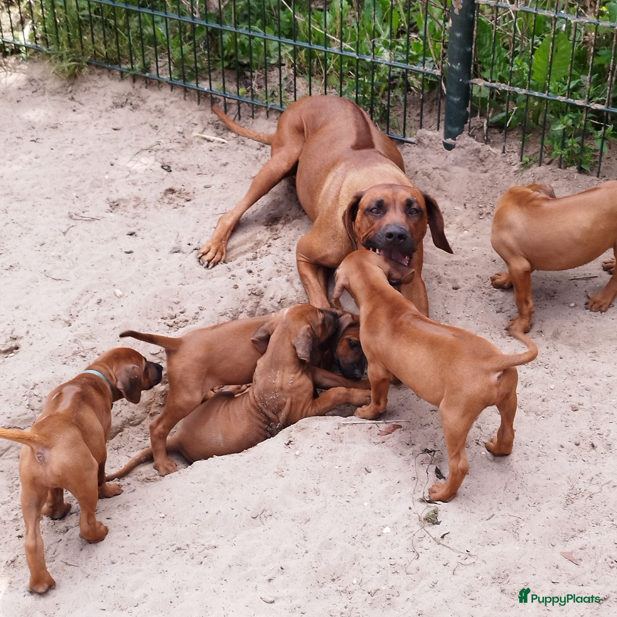 Rhodesian Ridgeback honden Rhodesian Ridgeback pups met stamboom  - Advertentie 1