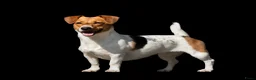 Jack Russel Terriër honden te koop: 🥰 5 Prachtige Jack Russel pups! 🐶 - Advertentie 25