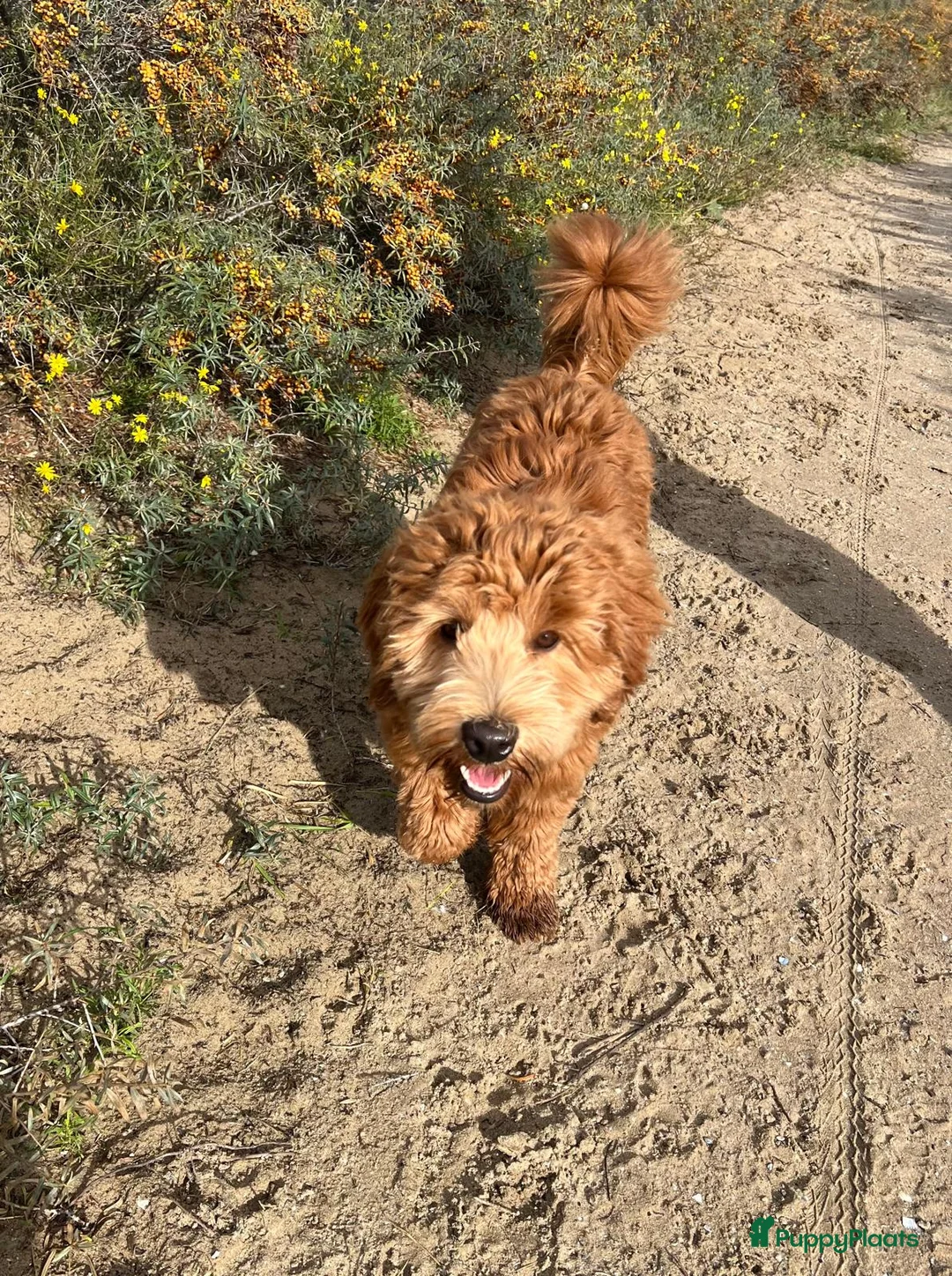 Australian Labradoodle honden te koop: Medium Australian Labradoodle pup nestaankondiging - Advertentie 19