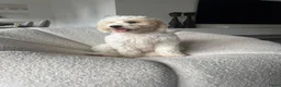 Australian Labradoodle honden te koop: Australian Labradoodle teefje - Advertentie 7