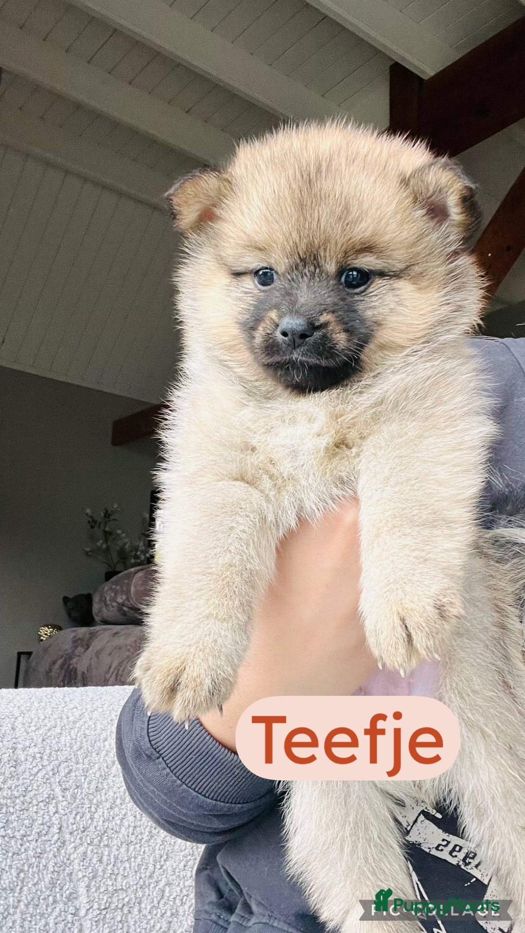 Pomsky honden te koop: Pomsky pups  - Advertentie 13