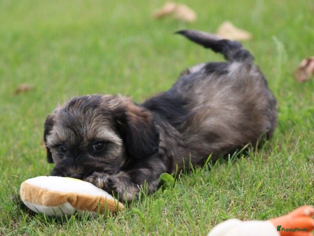 Maltipoo honden Leuke Maltipoo pups - Advertentie 6