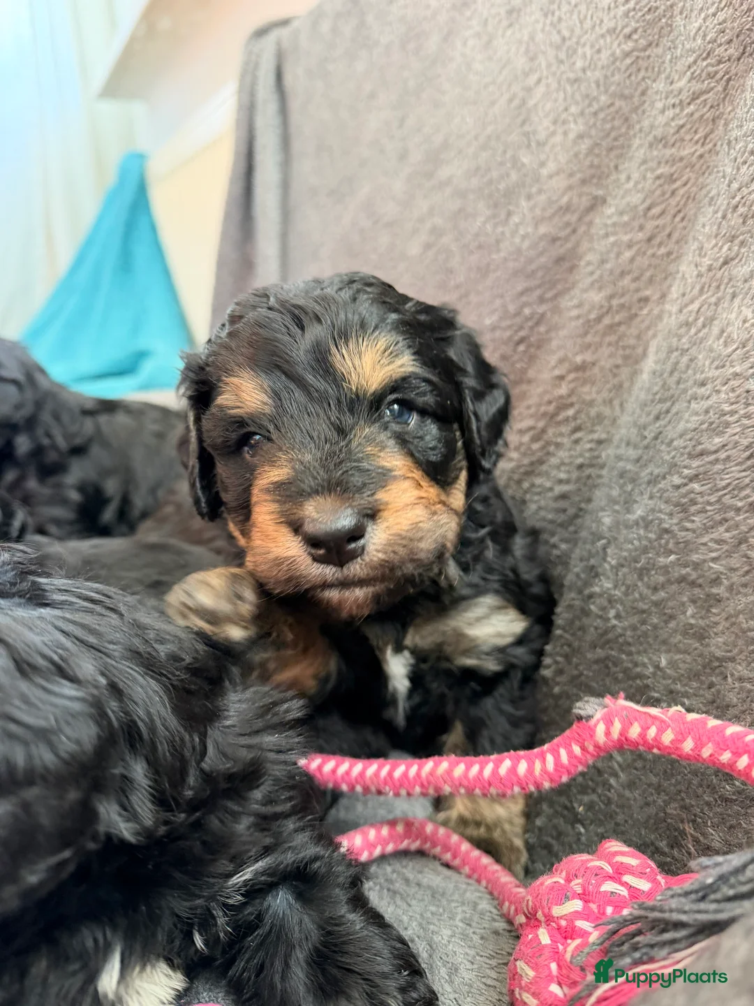 Bernedoodle honden te koop: Mini Bernedoodle pups te koop - Advertentie 10
