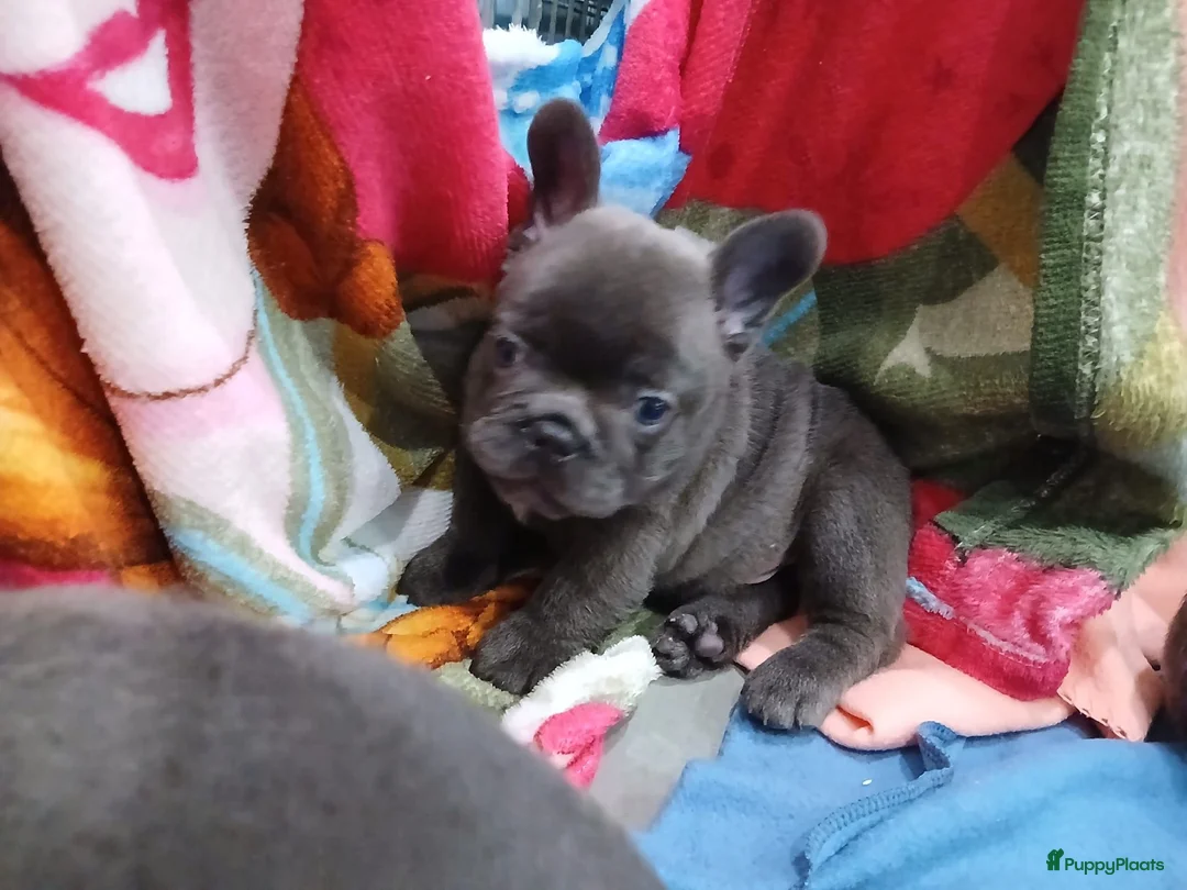 Franse Bulldog honden te koop: Franse Bulldog Pups met langer neusje Blauw&lilac - Advertentie 10