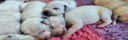 Dalmatiër honden te koop: Dalmatiër pups met stamboom  - Advertentie 13