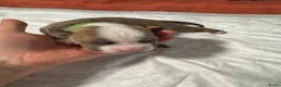 Kruising honden te koop: Kruising american bully/ american staffordshire t. - Advertentie 27