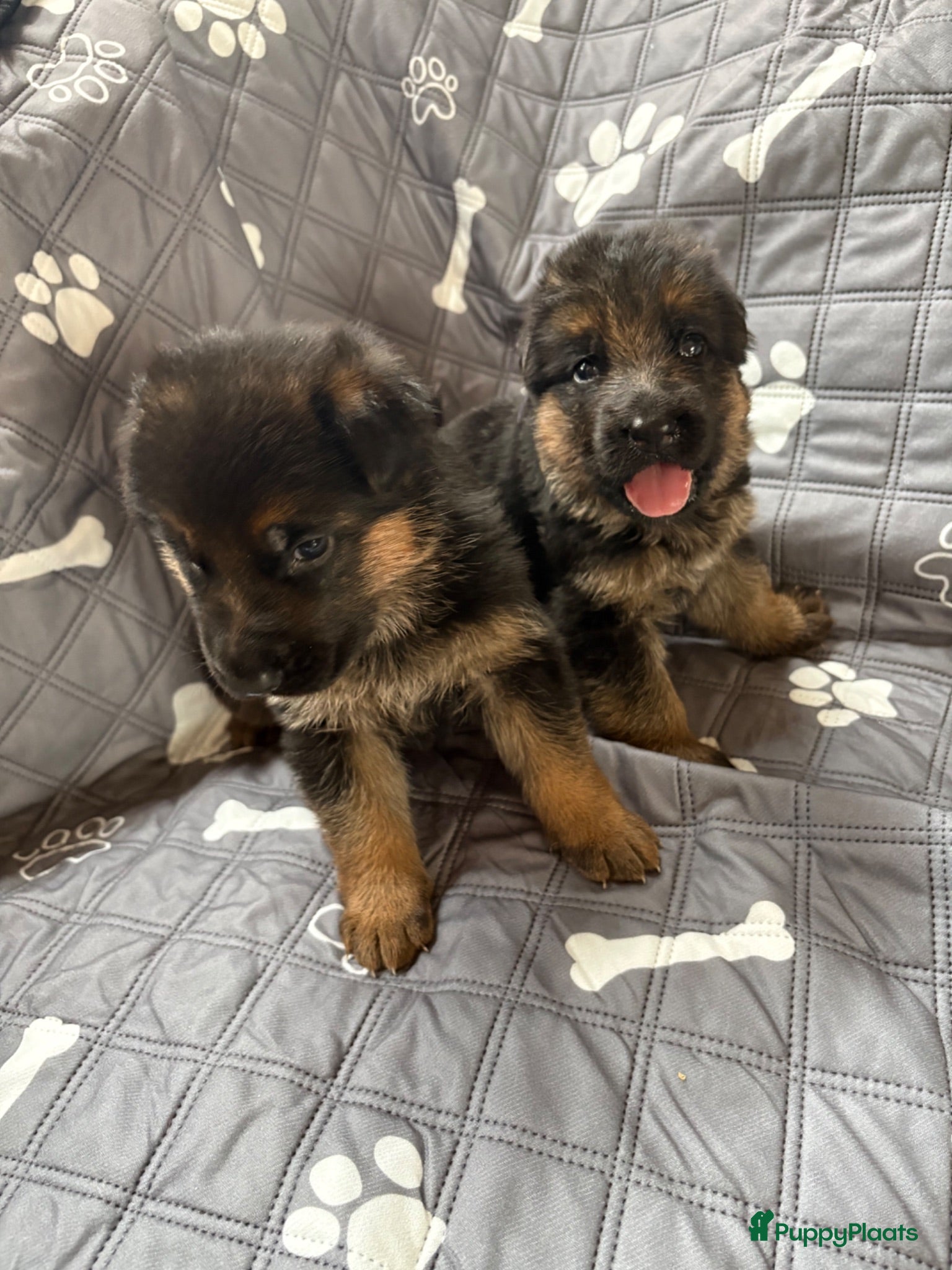 Duitse Herder honden Stamboom Duitse herder pups Hd en ED vrij  - Advertentie 2