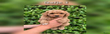 Teefje 3
