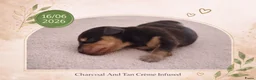 Kruising honden te koop: Prachtig, bijzondere Charcoal & Cream teckels!  - Advertentie 2