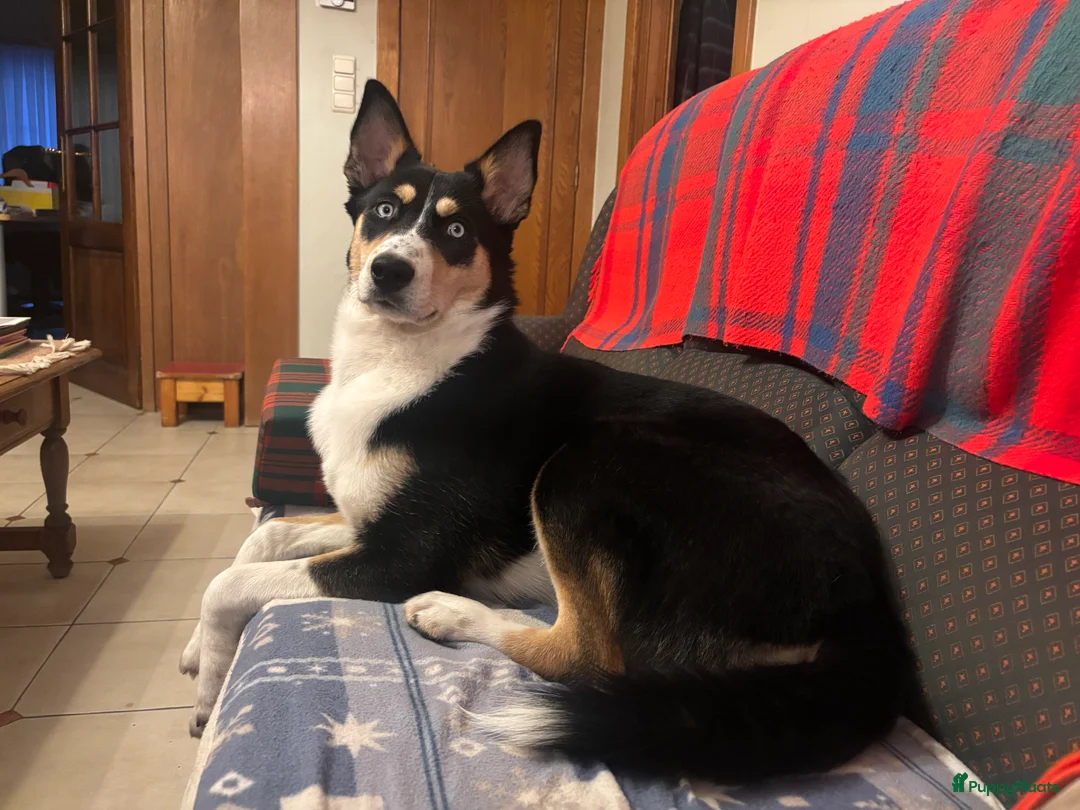 Kruising honden te koop:  Husky kruising dobermans is netjes  - Advertentie 1