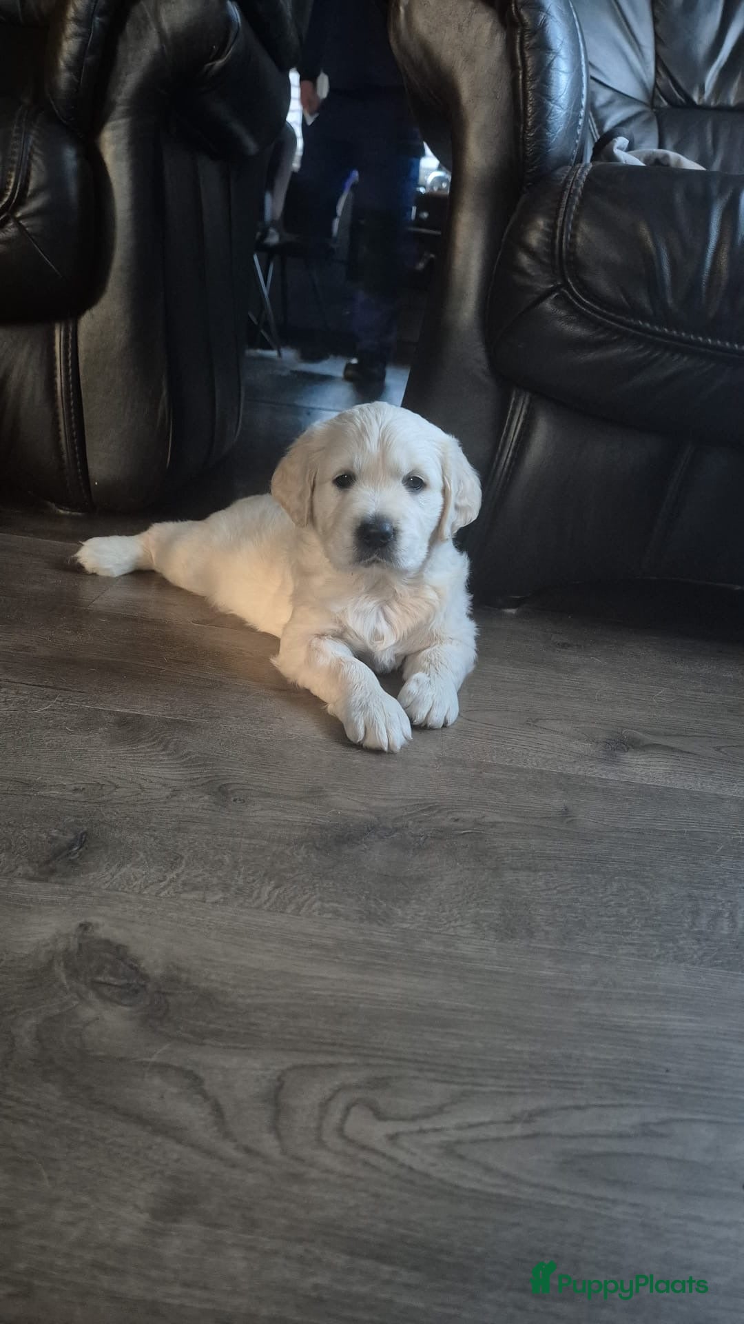Golden Retriever honden te koop: 2 lieve golden retriever puppys te koop - Advertentie 2