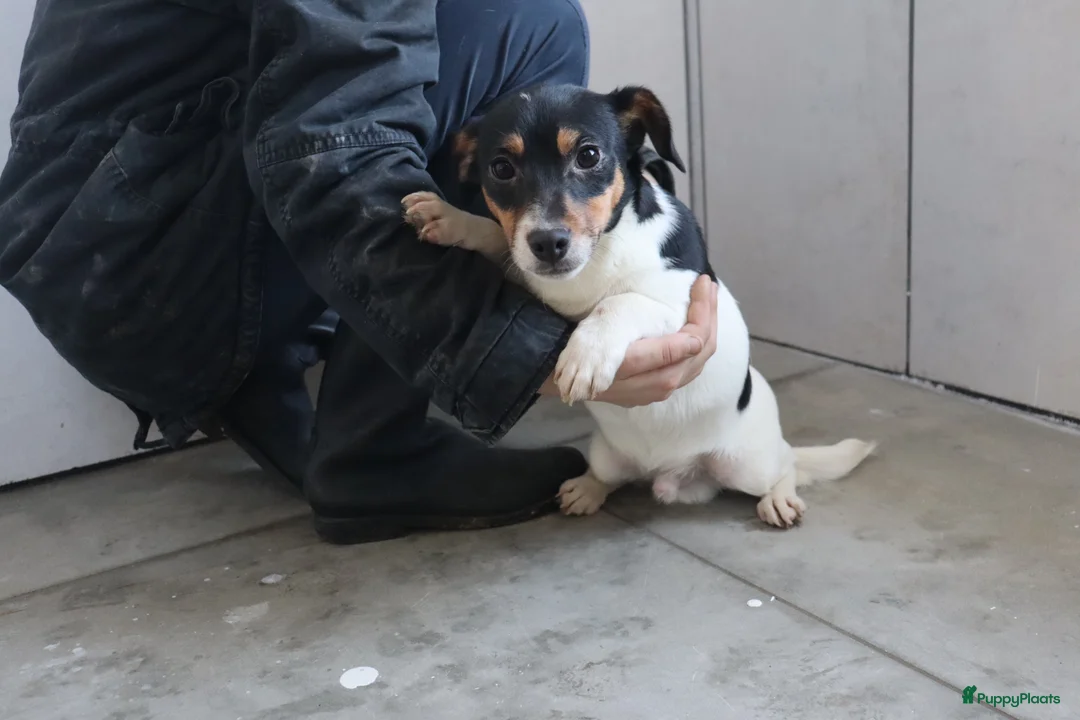 Jack Russel Terriër honden te koop: Zeer lieve en mooie jack russels te koop - Advertentie 7