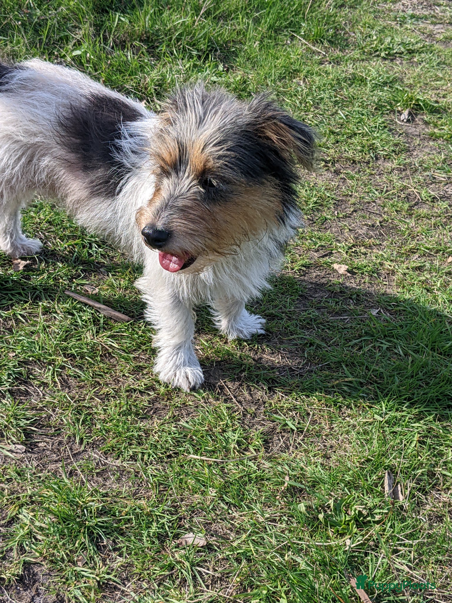 Jack Russel Terriër honden Prachtige ruwharige Jack Russell pups - Advertentie 1