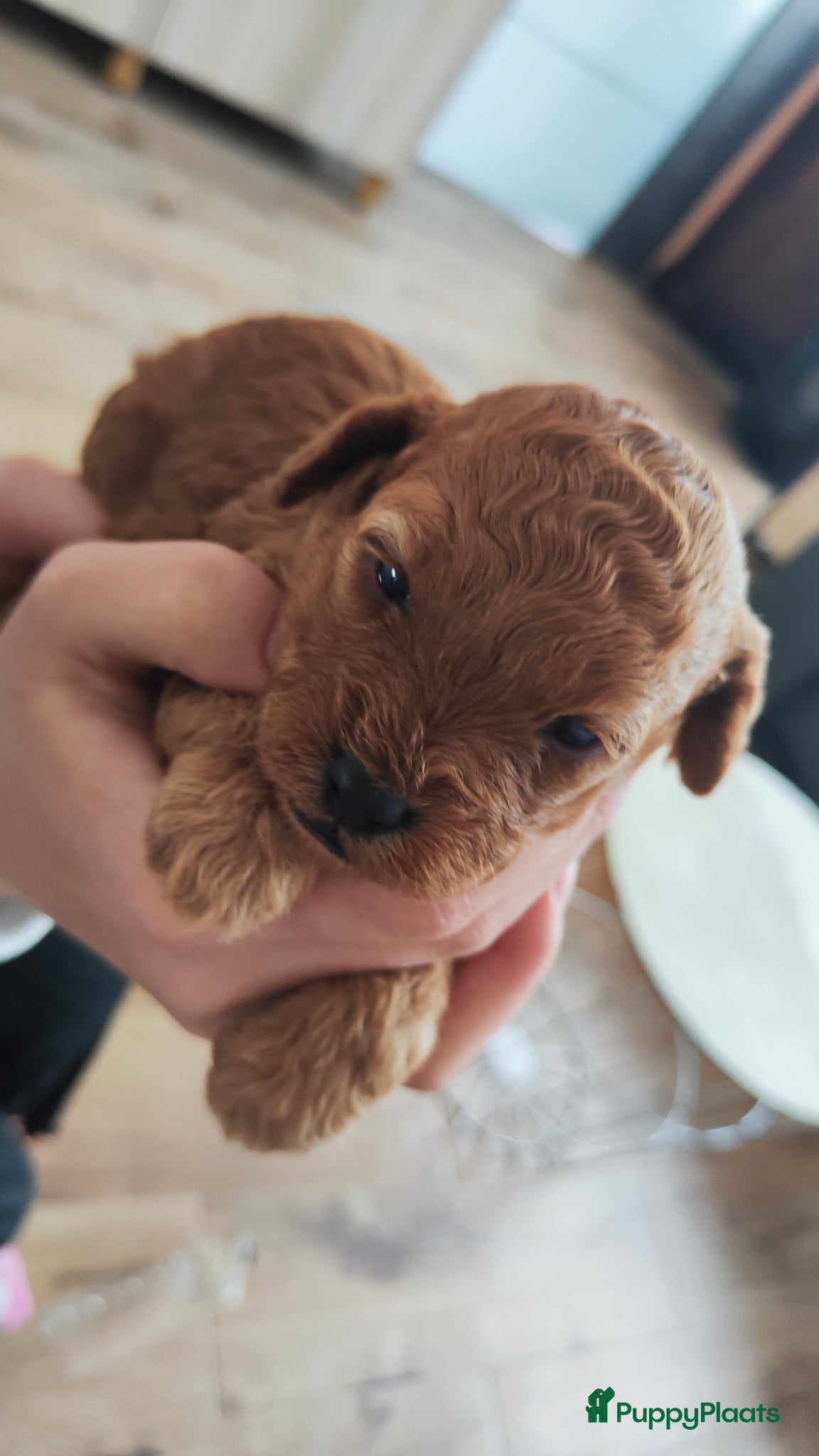 Poedel honden Dwergpoedelpups mini - Advertentie 1