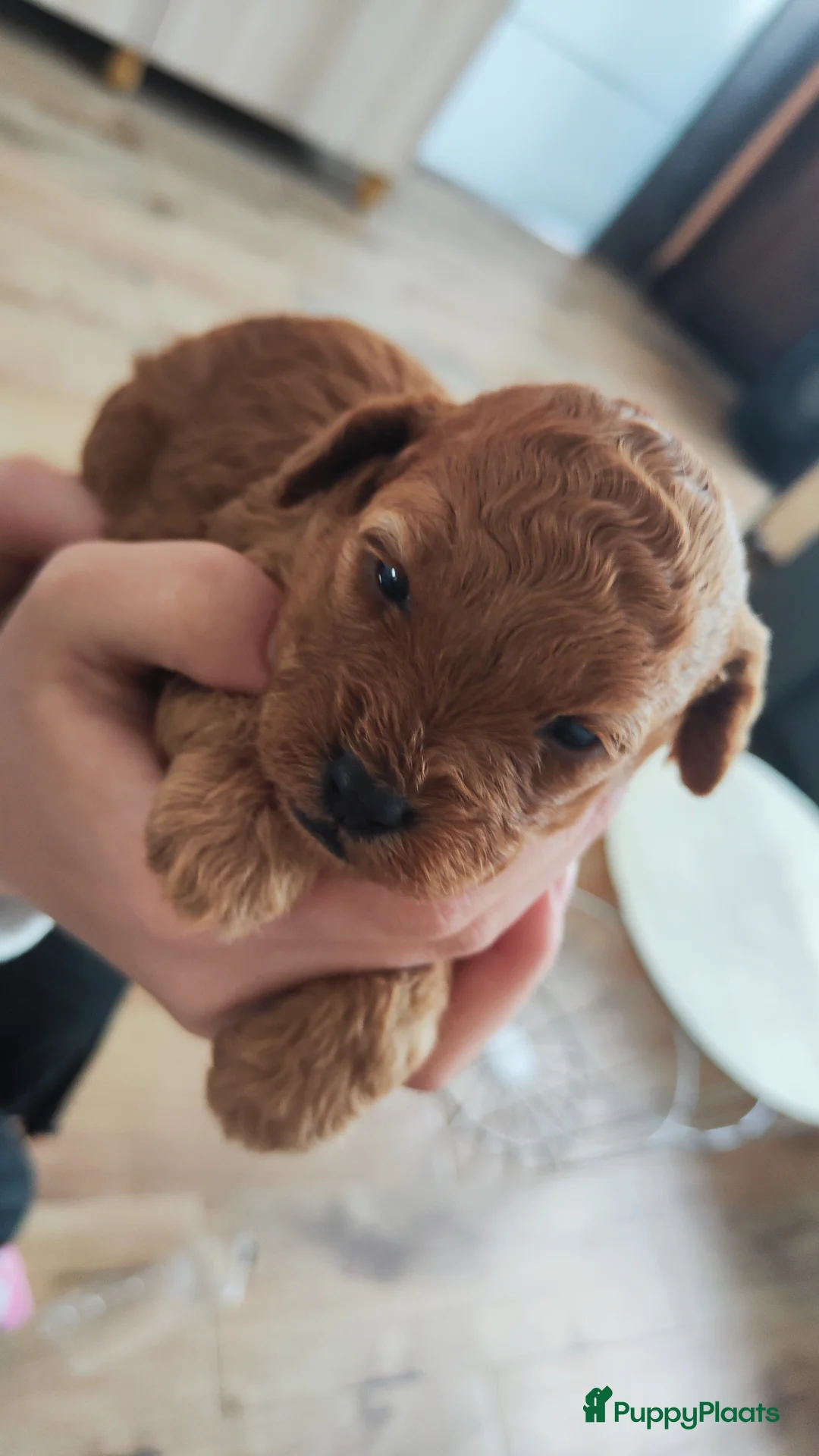 Poedel honden te koop: Dwergpoedelpups mini - Advertentie 1