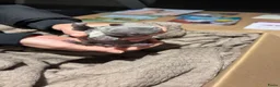 Franse Bulldog honden te koop: Mooi franse bulldog pups - Advertentie 20
