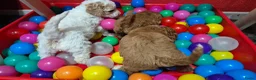 Cockapoo honden te koop: Cockapoo pupjes uit geteste ouders - Advertentie 21