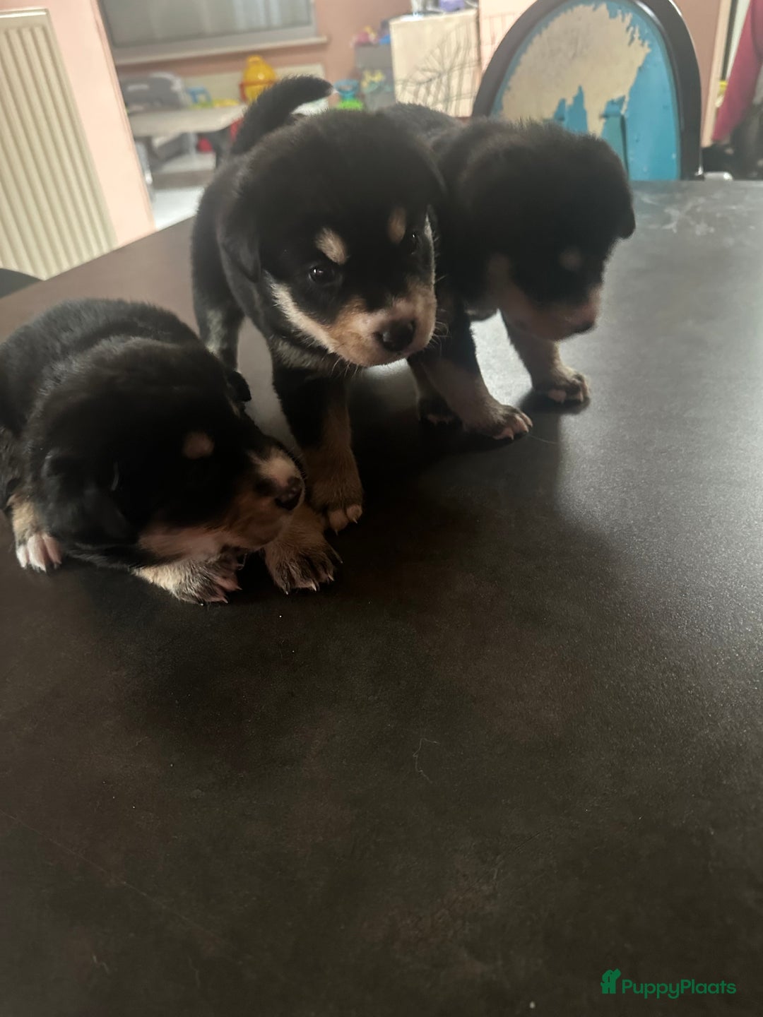 Kruising honden te koop: Super lieve bernsky puppy’s - Afbeelding 13
