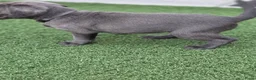 Labrador Retriever honden te koop: Charcoal labrador  retriever in Esch - Advertentie 16