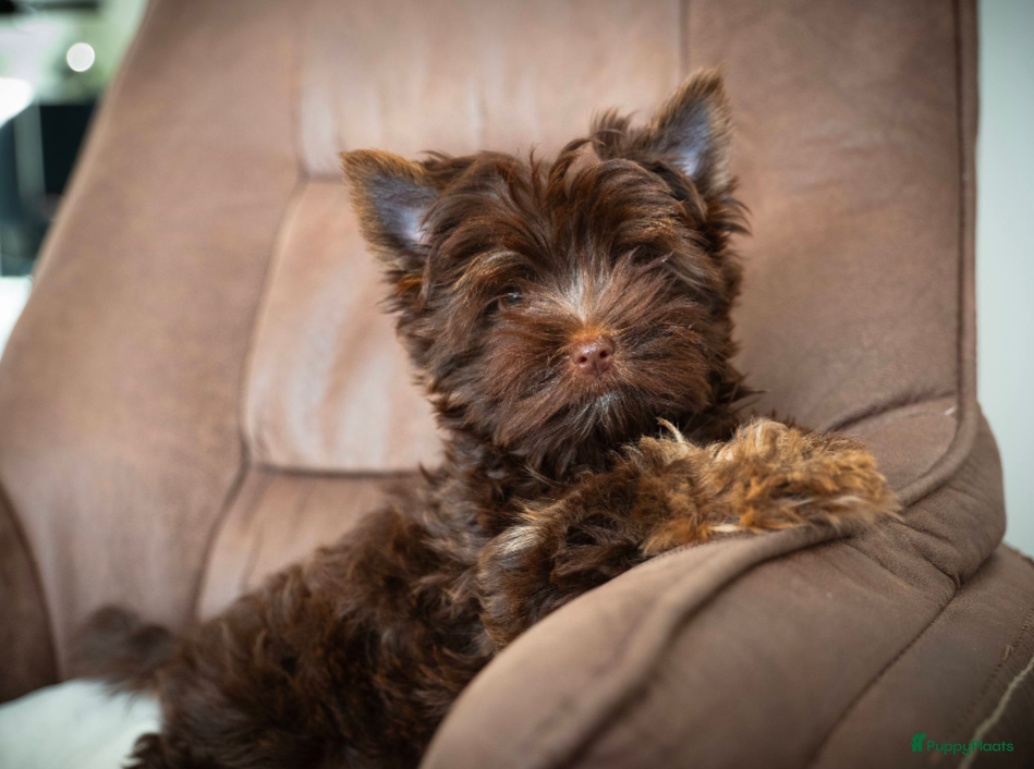 Yorkshire Terriër honden Exclusieve chocolade Yorkshire Terriërs🤎🤎🤎 - Advertentie 1
