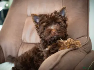 Yorkshire Terriër honden Exclusieve chocolade Yorkshire Terriërs🤎🤎🤎 - Advertentie 10