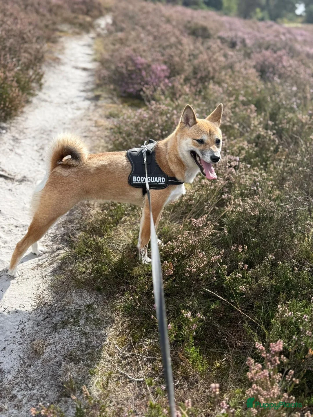 Shiba honden te koop: Shiba inu pups - Advertentie 7