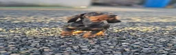 Dwergteckel honden te koop: Lieve dwergteckel pups mogen het nestje verlaten - Advertentie 3