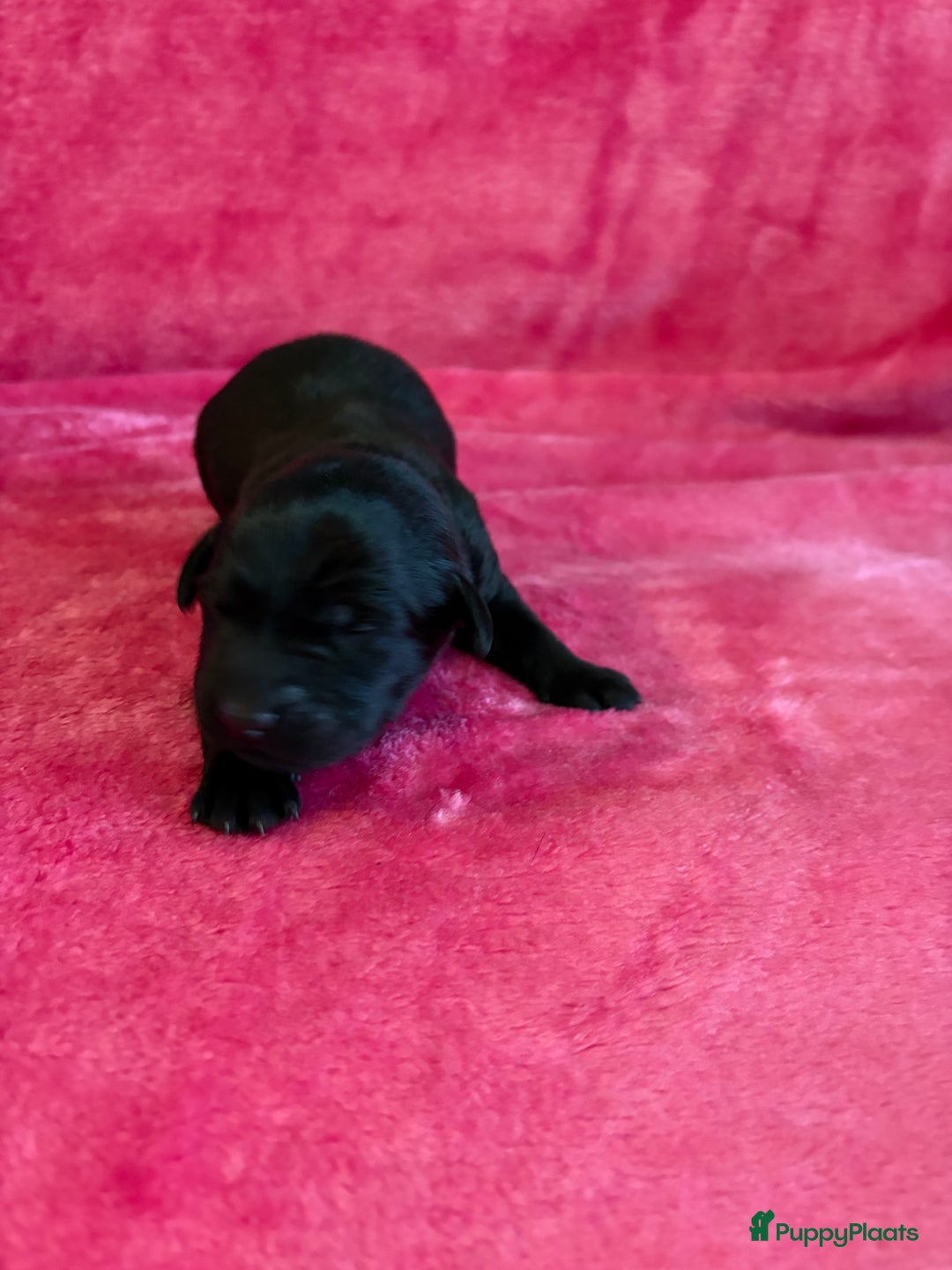 Kruising honden te koop: Labrador puppy’s - Advertentie 26