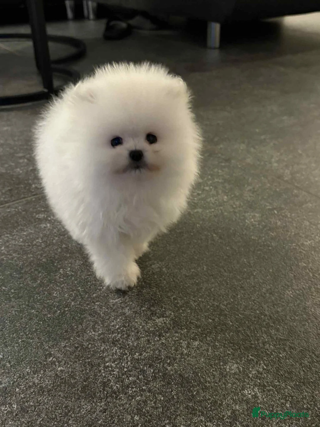 Pomeriaan honden te koop: Witte Pomeriaan pup te koop!  - Advertentie 4