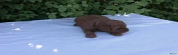 Poedel honden te koop: Toypoedel pups / dwergpoedel pups - Advertentie 3