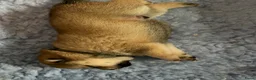 Shiba honden te koop: Mooie Shiba puppy’s zoeken een liefdevol thuis  - Advertentie 14