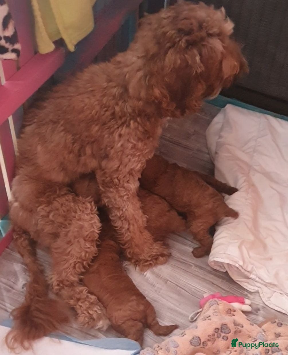 Kruising honden Rode Mini Australian/Labradoodles - Advertentie 2