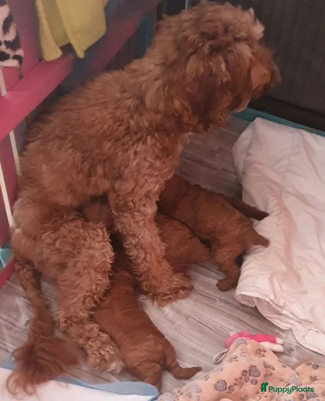 Kruising honden te koop: Rode Mini Australian/Labradoodles - Advertentie 2