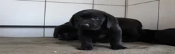 Labrador Retriever honden te koop: Hele lieve labrador pups te koop! - Advertentie 10