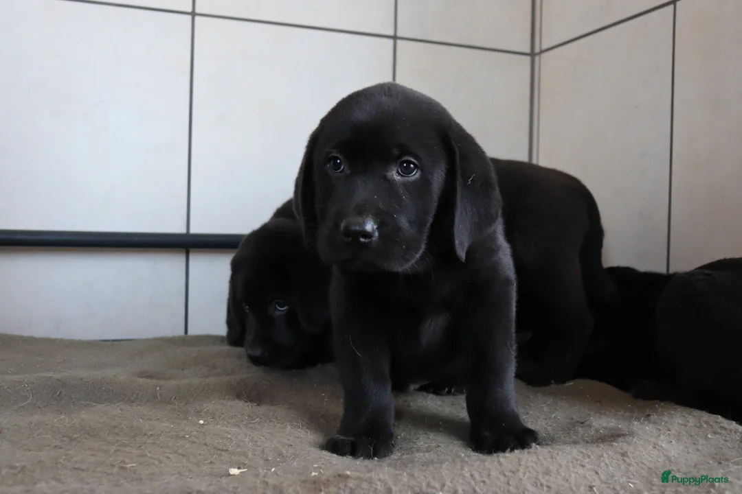 Labrador Retriever honden te koop: Hele lieve labrador pups te koop! - Advertentie 10