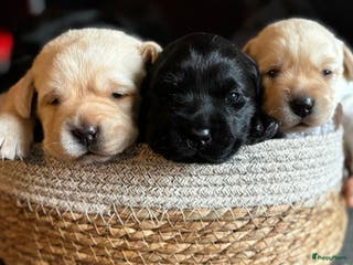 Labrador Retriever honden Prachtige raszuivere blonde labradorpups! - Advertentie 1