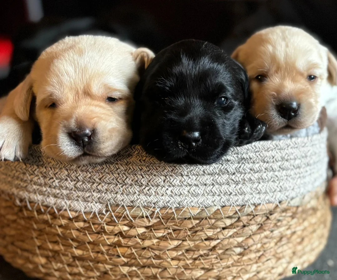 Labrador Retriever honden te koop: Prachtige raszuivere blonde labradorpups! - Advertentie 1