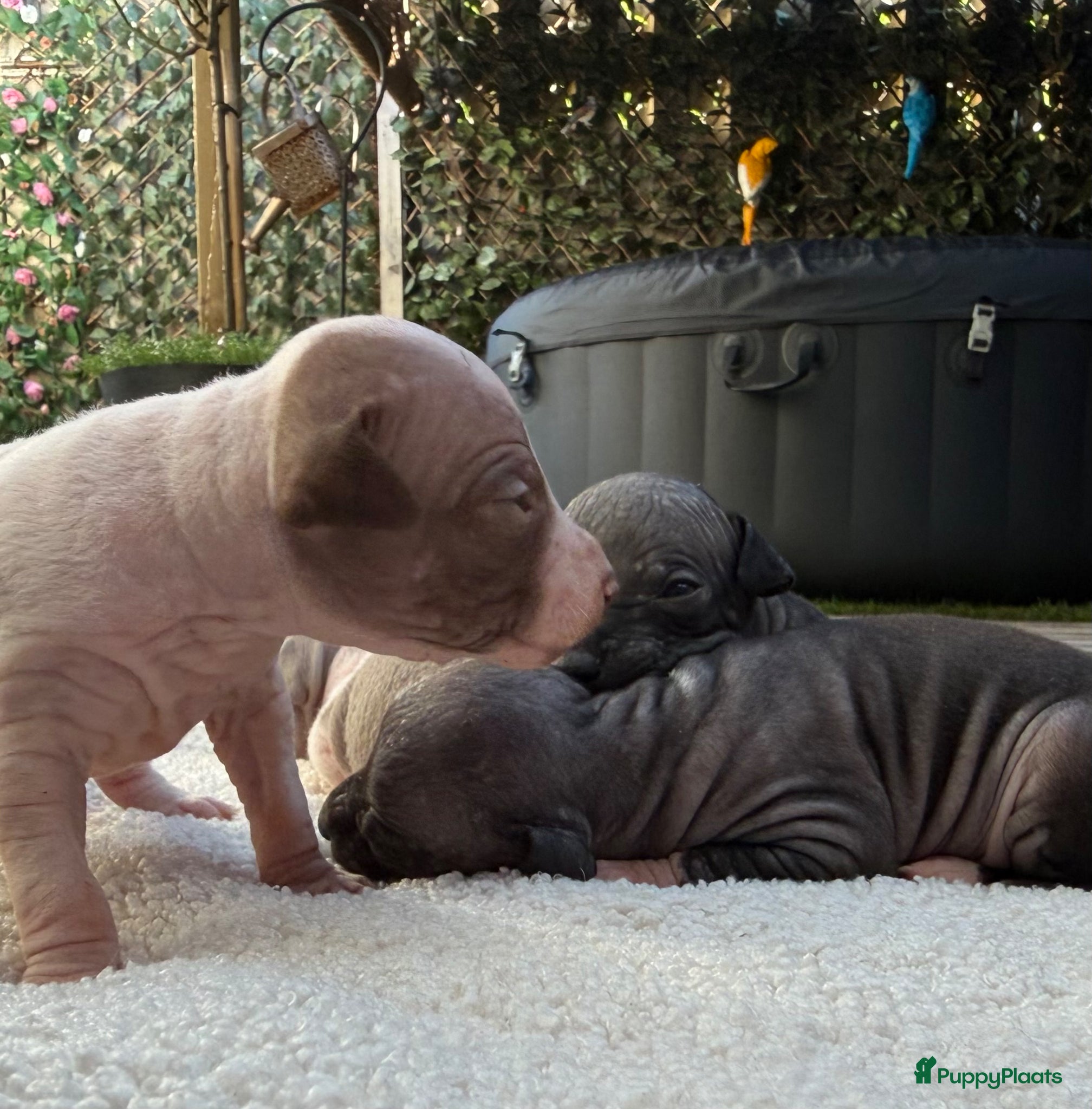 Amerikaanse Naakthond honden American hairless terrier / naakthond - Advertentie 2