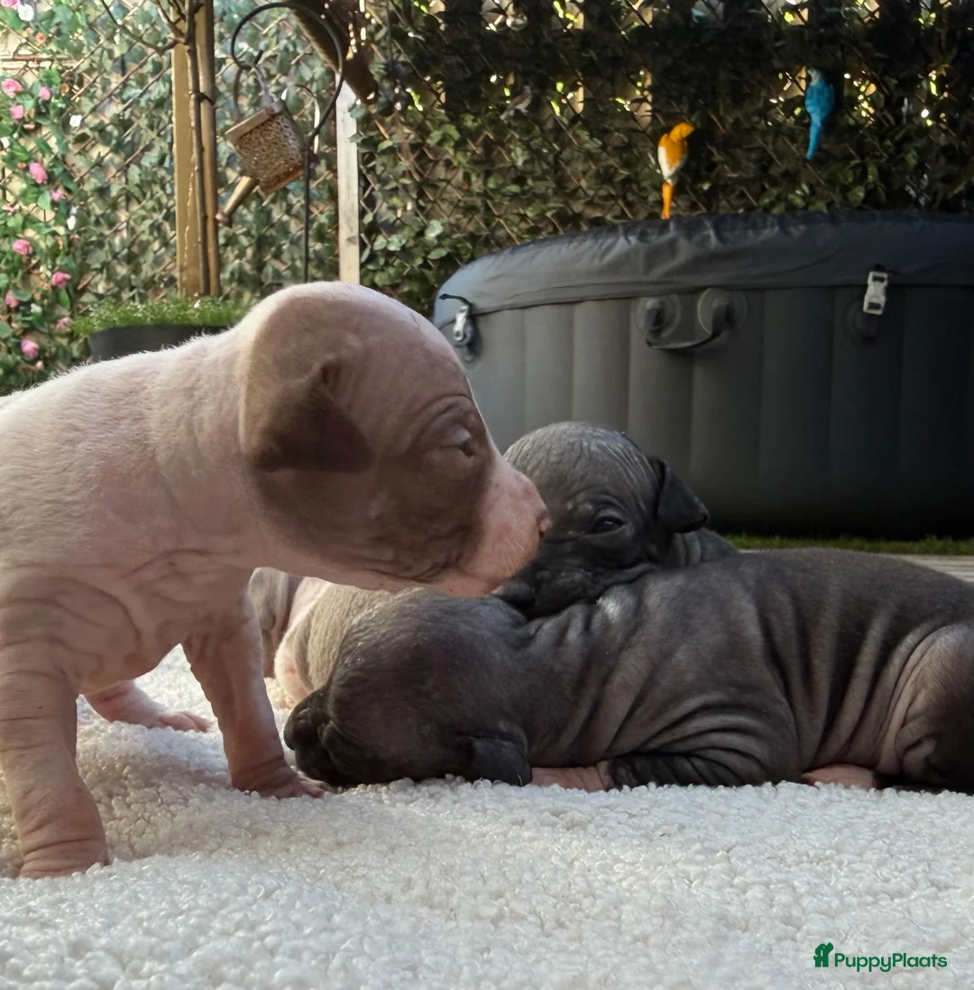 Amerikaanse Naakthond honden te koop: American hairless terrier / naakthond - Advertentie 2