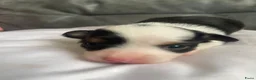 Chihuahua honden te koop: Chihuahua pups raszuiver te koop in Dongen - Advertentie 4