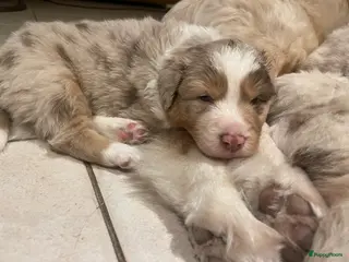 Australian Shepherd honden 100% raszuivere Australian Sheperd pups - Advertentie 2