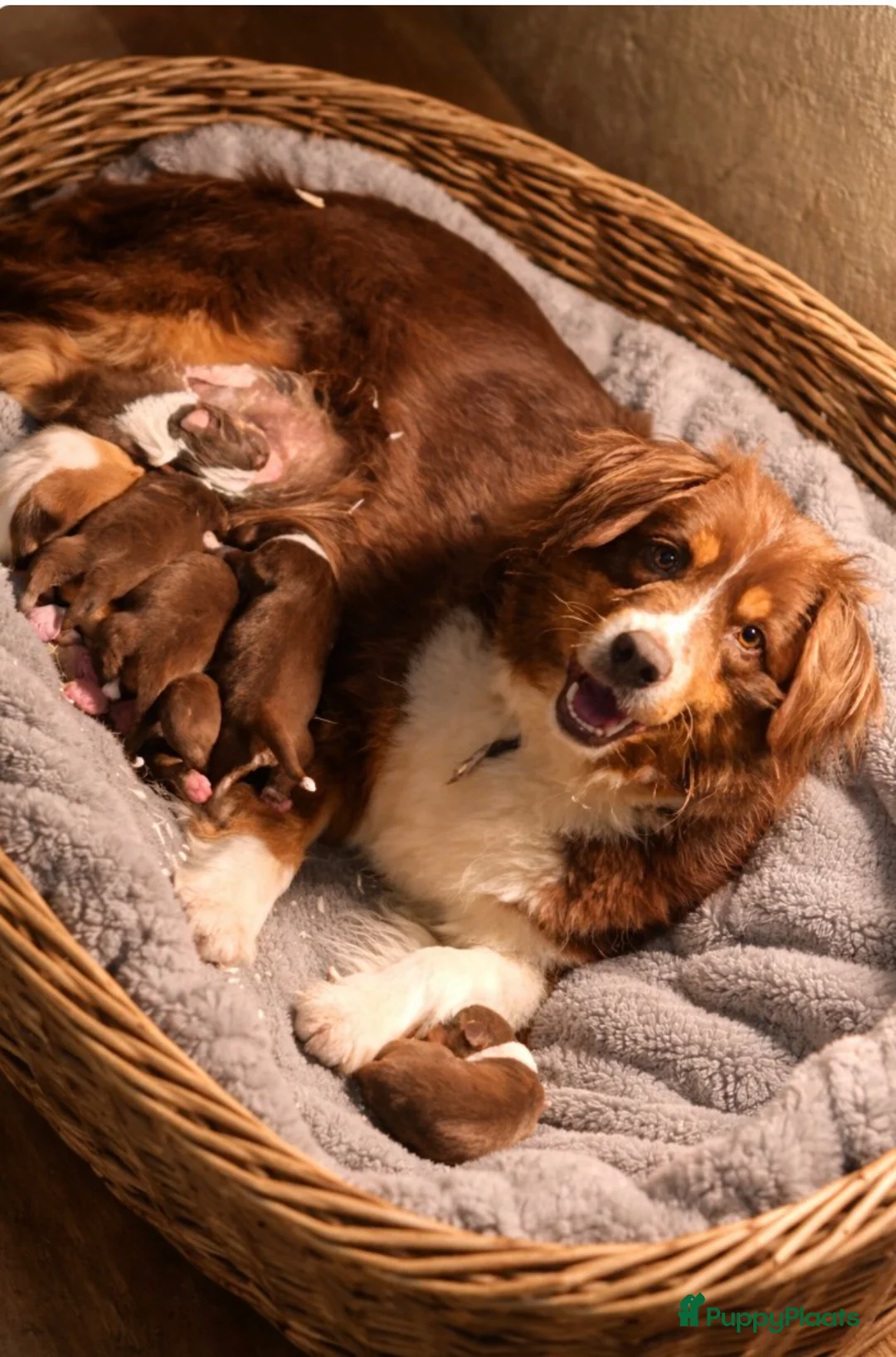 Australian Shepherd honden te koop: Australische herder pupjes  - Advertentie 1