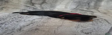 Australische Silky Terriër 2