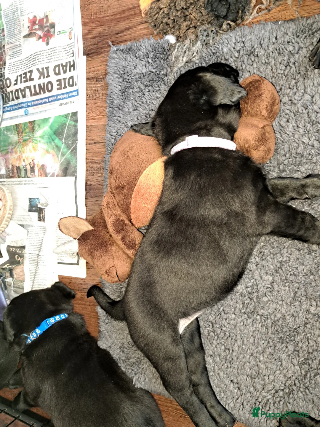 Labrador Retriever honden te koop: Labrador kruising - Advertentie 2